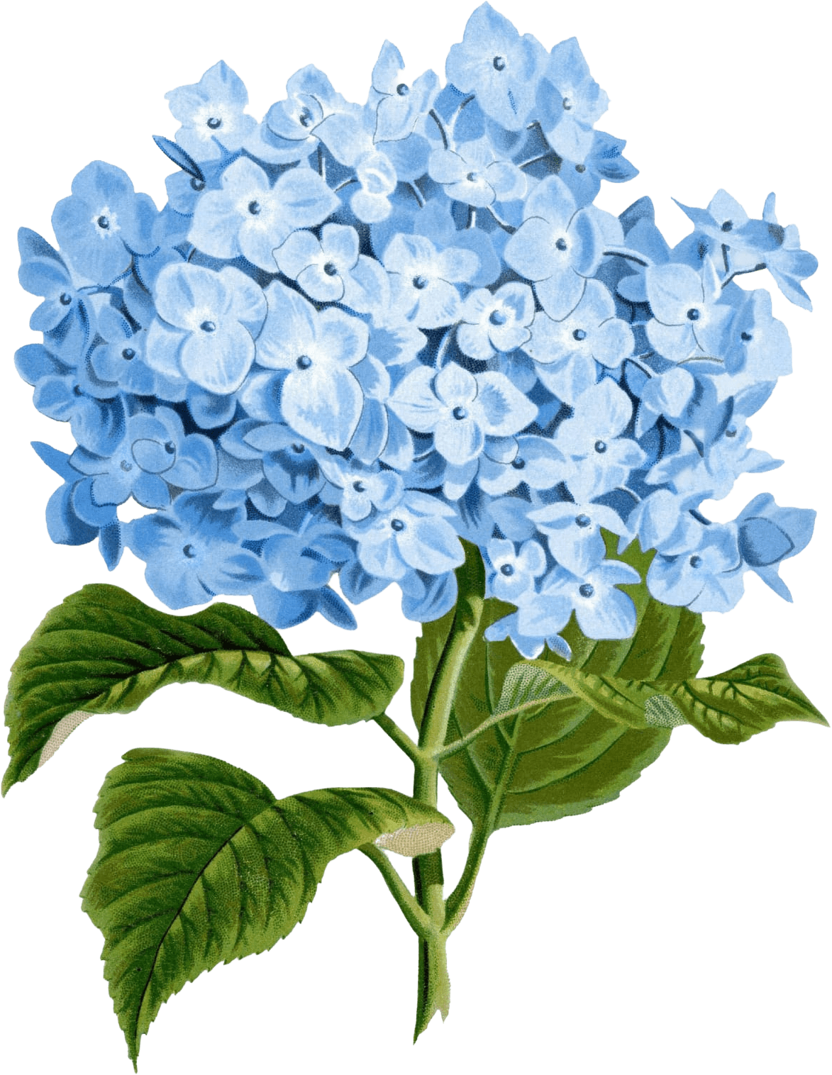 Decoration